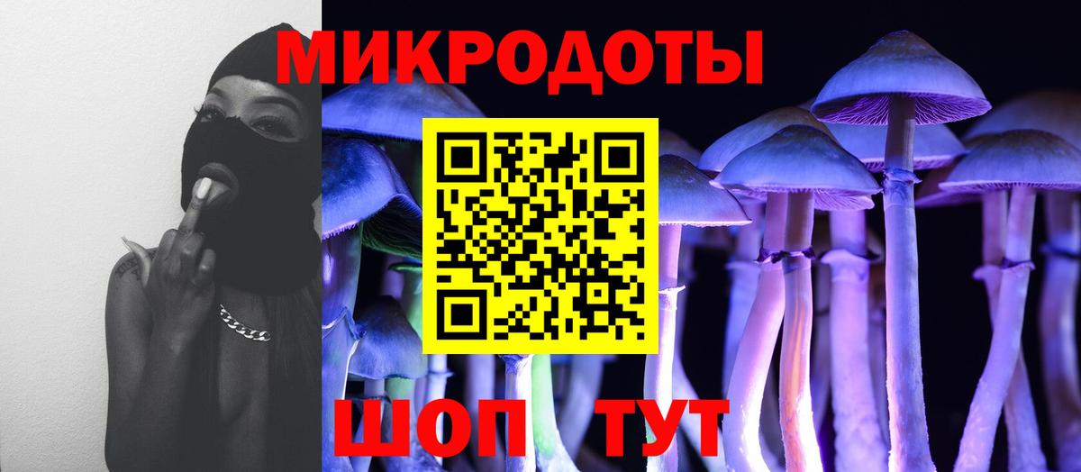 Галлюциногенные грибы Psilocybe Новотроицк